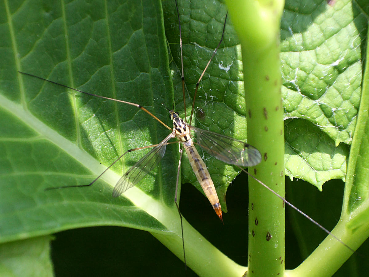 da identificare   - Tipula ?